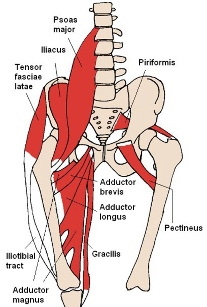 Structure osseuse de la hanche