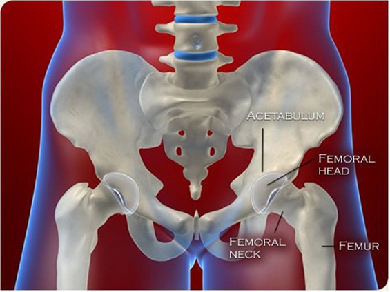 Hip Bone Structure