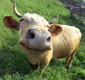 Cow