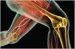 Knee Muscles and Bones