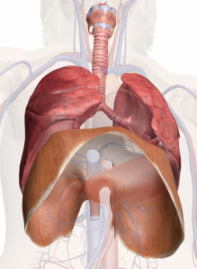 Le muscle du diaphragme, situé sous les poumons.